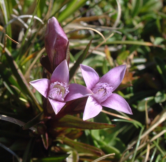 Gentianella columnae / Genzianella napoletana